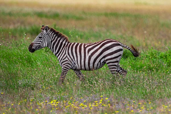 Zebra Serengeti National Park Tanzania — Stock Photo, Image