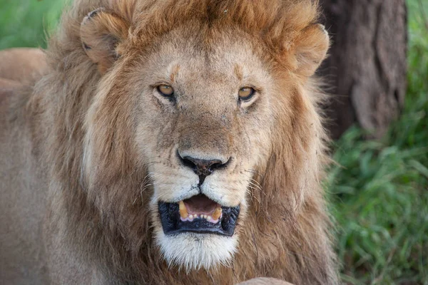 Lion Dans Parc National Serengeti Tanzanie — Photo