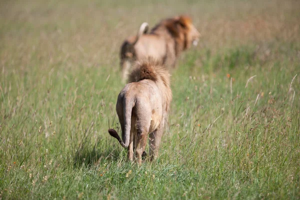 Leones Sobre Hierba Parque Nacional Del Serengeti —  Fotos de Stock