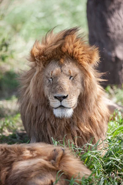 serengeti Ulusal Parkı, Tanzanya, aslan