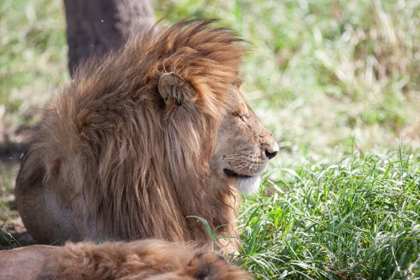 Lev Národním Parku Serengeti Tanzanii — Stock fotografie