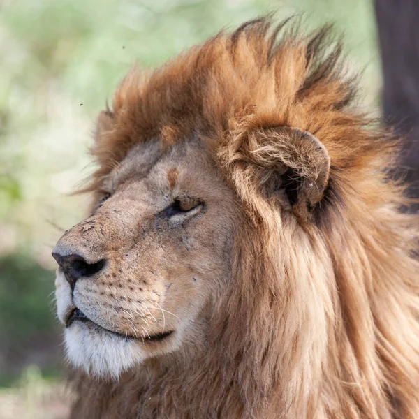 Λιοντάρι Στο Εθνικό Πάρκο Serengeti Τανζανία — Φωτογραφία Αρχείου
