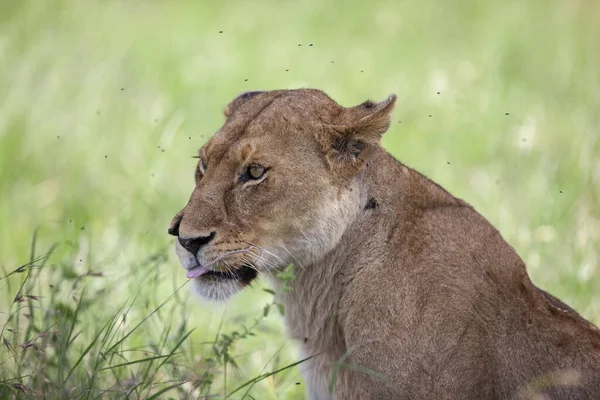 Leeuwin Serengeti National Park Tanzania — Stockfoto