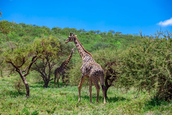 Dzikie Żyrafy Kraterze Ngorongoro Tanzania — Zdjęcie stockowe