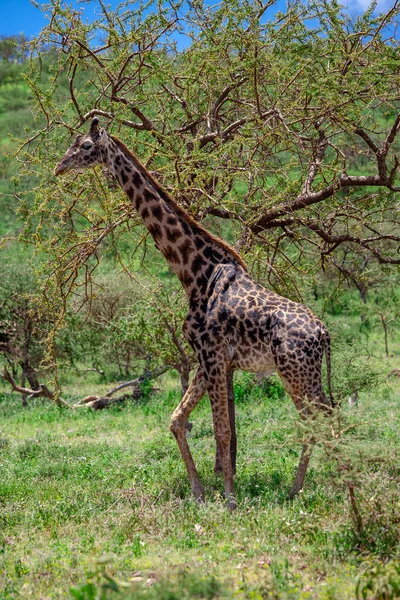 Divoká Žirafa Kráteru Ngorongoro Tanzanie — Stock fotografie