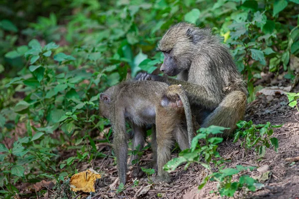 Tanzanya Daki Manyara Gölü Ulusal Parkı Ormanında Babunlar — Stok fotoğraf