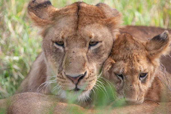 Lioness Serengetin Kansallispuistossa Tansaniassa — kuvapankkivalokuva