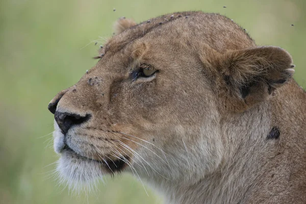 Lioness Serengeti National Park Tanzania — Stock Photo, Image