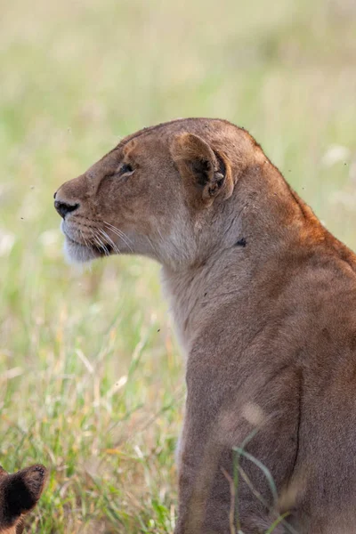 Serengeti Ulusal Parkı Tanzanya Dişi Aslan — Stok fotoğraf