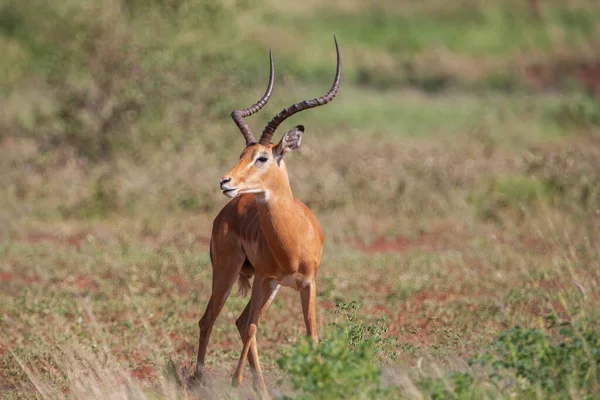 Antylopa Impala Parku Narodowym Serengeti Tanzania — Zdjęcie stockowe