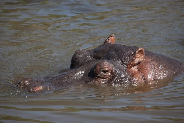 Hippopotamus Στο Εθνικό Πάρκο Serengeti Τανζανία — Φωτογραφία Αρχείου