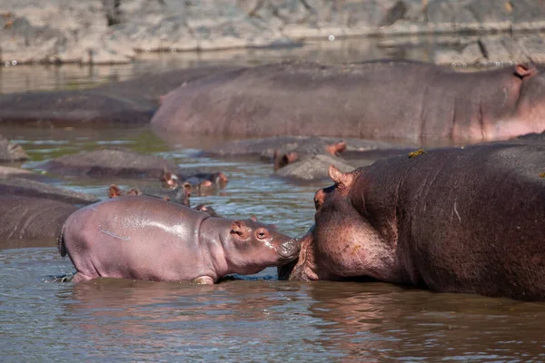 Hipopótamos Serengeti National Park Tanzânia — Fotografia de Stock