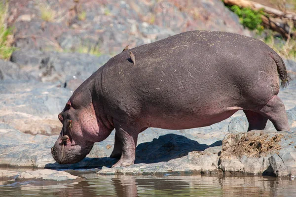 Hippopótamo Parque Nacional Serengeti Tanzânia — Fotografia de Stock