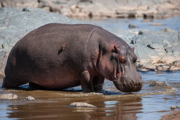 Hippopotamuses Στο Εθνικό Πάρκο Serengeti Τανζανία — Φωτογραφία Αρχείου