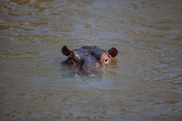 Hippopotamus Nationaal Park Serengeti Tanzania — Stockfoto