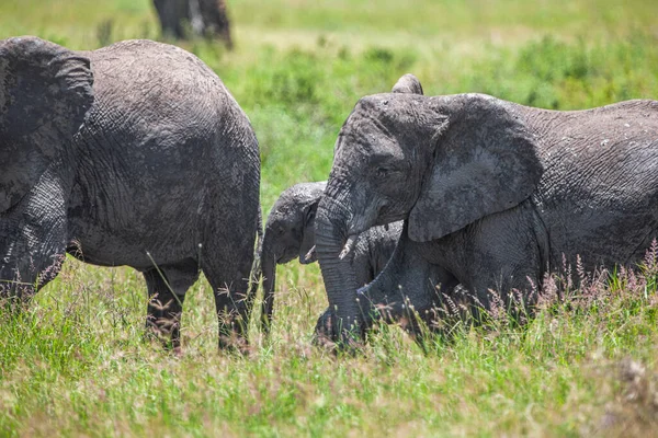 Африканські Слони Національному Парку Серенгеті Танзанія Ліцензійні Стокові Зображення