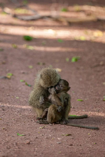 Бабуины Лесу Озера Маньяра Национальный Парк Танзания Стоковое Фото