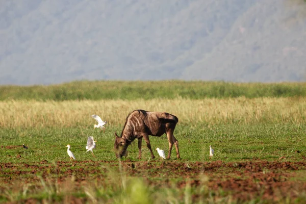 坦桑尼亚Manyara湖国家公园的非洲水牛和鸟类 免版税图库图片