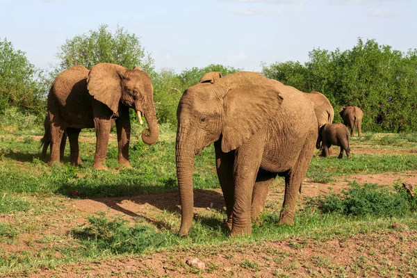 African Elephants Lake Manyara National Park Tanzania Stock Image