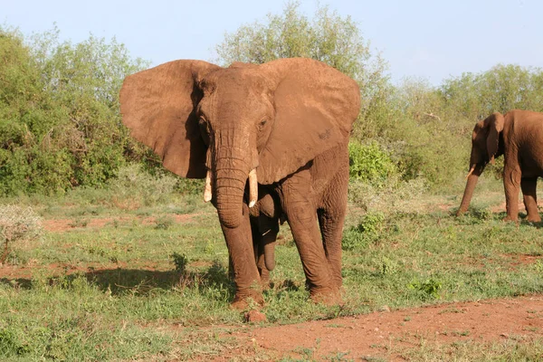 African Elephant Lake Manyara National Park Tanzania Stock Picture
