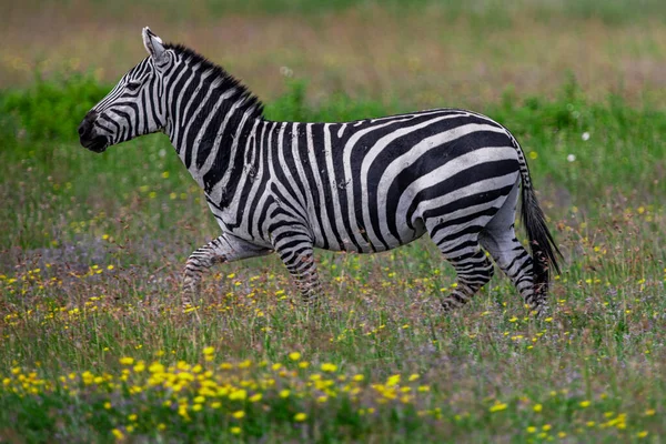 Zebra Parku Narodowym Serengeti Tanzania Obrazek Stockowy