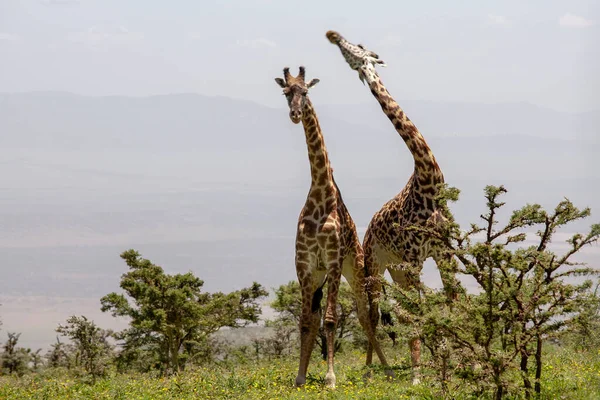 Wild Giraffes Ved Ngorongoro Krateret Tanzania stockbilde