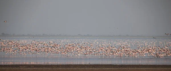 Большие Белые Пеликаны Национальном Парке Озера Маньяра Танзания Африка Стоковое Фото