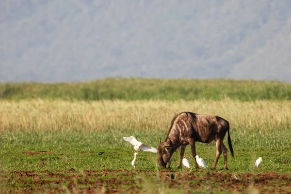 タンザニアのマニヤーラ湖国立公園にあるアフリカの水牛と鳥 ロイヤリティフリーのストック画像