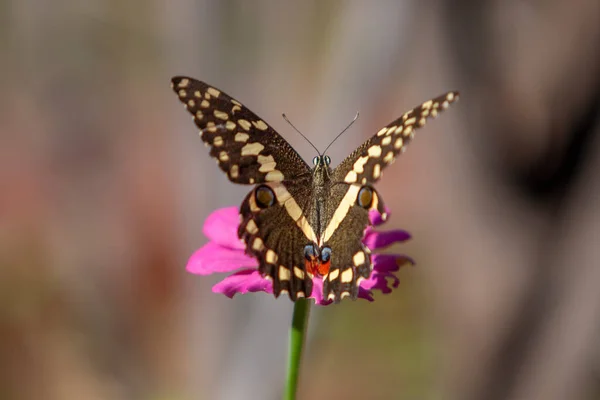 坦桑尼亚马尼亚拉湖国家公园 美丽的蝴蝶栖息在花朵之上 免版税图库照片