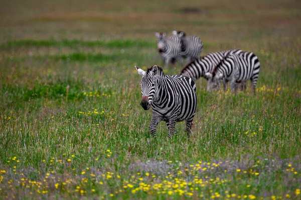 Зебри Національному Парку Серенгеті Танзанія Стокове Зображення