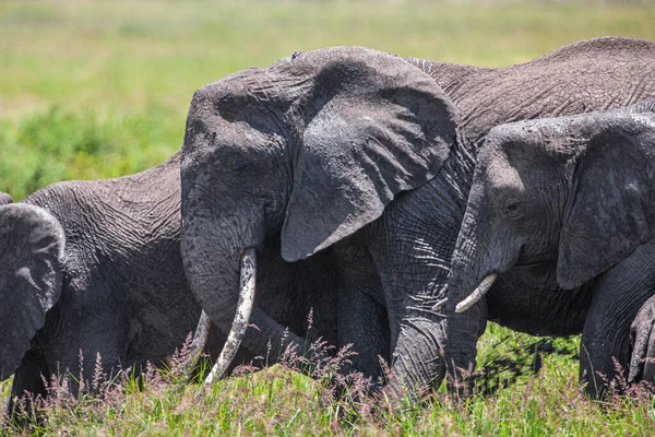 Группа Слонов Саванне Национального Парка Серенгети Стоковое Фото