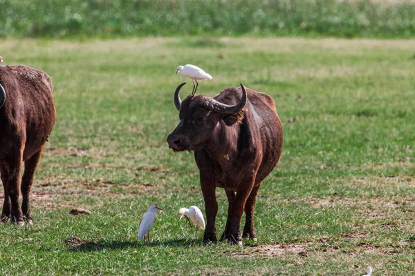 タンザニアのマニヤーラ湖国立公園にあるアフリカの水牛と鳥 ストックフォト