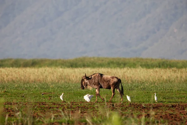 坦桑尼亚Manyara湖国家公园的非洲水牛和鸟类 图库图片