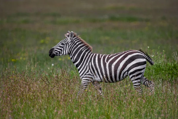 Зебра Національному Парку Серенгеті Танзанія Стокове Фото