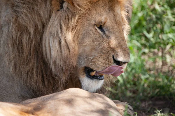 Løve Serengeti Nasjonalpark Tanzania stockbilde