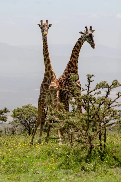 坦桑尼亚Ngorongoro Crater的野生长颈鹿 免版税图库照片