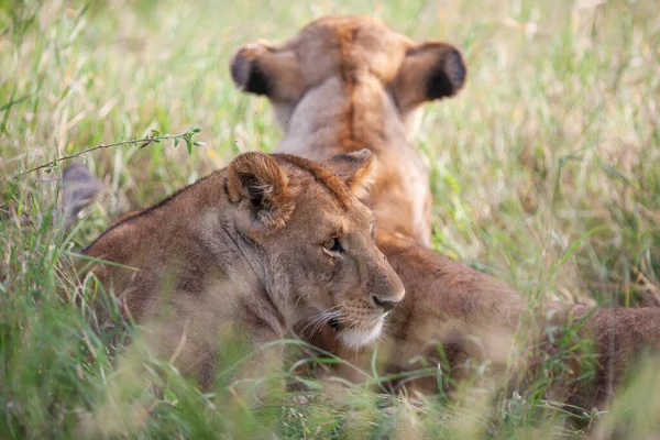 Giovani Leonesse Savana Nel Parco Nazionale Del Serengeti Foto Stock Royalty Free