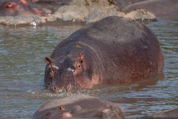 Hippopotamuses Serengeti National Park Tanzania Royalty Free Stock Images