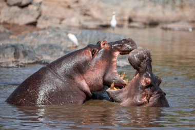 Serengeti Ulusal Parkı, Tanzanya 'da su aygırları