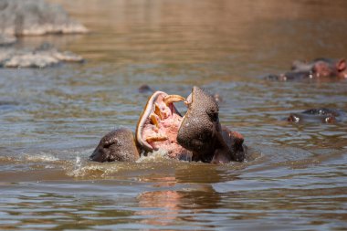 Serengeti Ulusal Parkı, Tanzanya 'da su aygırları