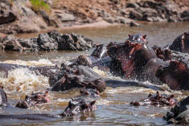 Serengeti Ulusal Parkı, Tanzanya 'da su aygırları