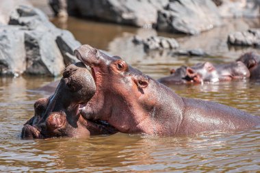 Serengeti Ulusal Parkı, Tanzanya 'da su aygırları