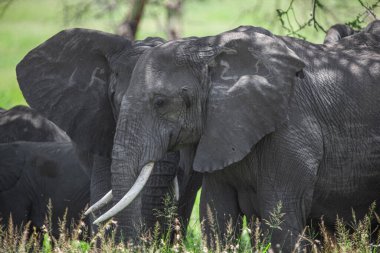 Tanzanya 'daki Manyara Gölü Ulusal Parkı' nda Afrika filleri
