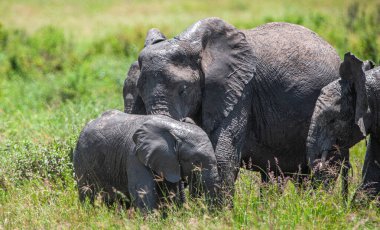 Tanzanya 'daki Manyara Gölü Ulusal Parkı' nda Afrika filleri