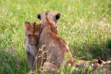 Savanadaki genç dişi aslanlar Serengeti Milli Parkı 'nda 