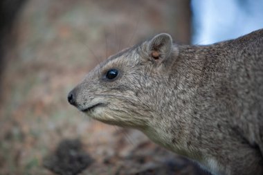 Serengeti Ulusal Parkı, Tanzanya, Afrika 'da bir kaya üzerinde kaya veya Cape Hyraxes (Procavia capensis)