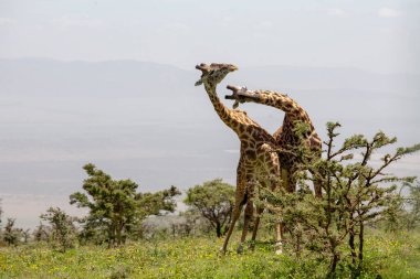 Vahşi Zürafalar Ngorongoro Krateri, Tanzanya