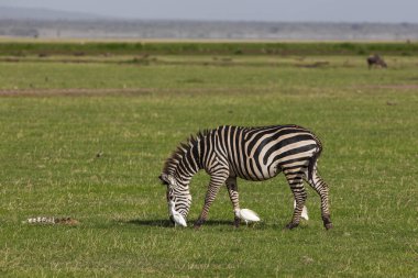 Manyara Gölü Milli Parkı 'nda çimlerin üzerinde zebra