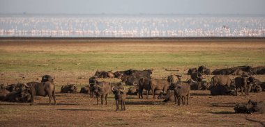 Tanzanya 'daki Manyara Gölü Ulusal Parkı' nda Afrika bufaloları