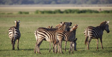 Tanzanya 'daki Manyara Gölü Ulusal Parkı' nda Zebralar